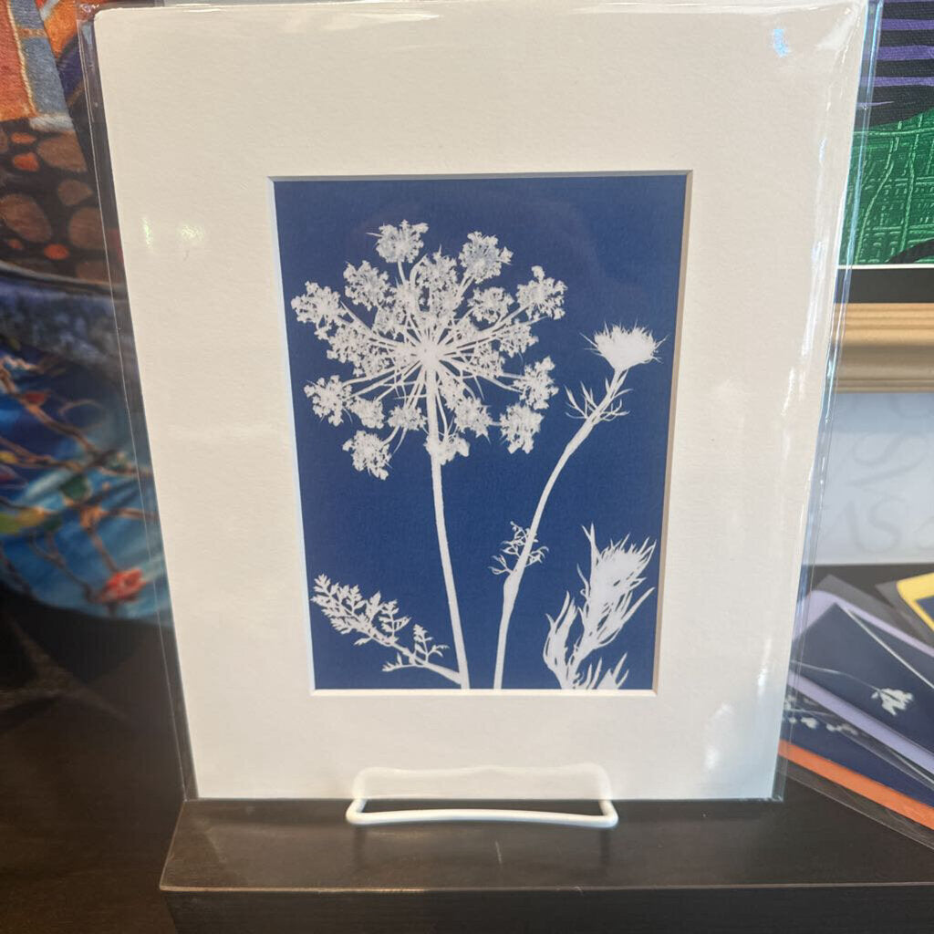 Queen Anne's Lace - Cyanotype Art