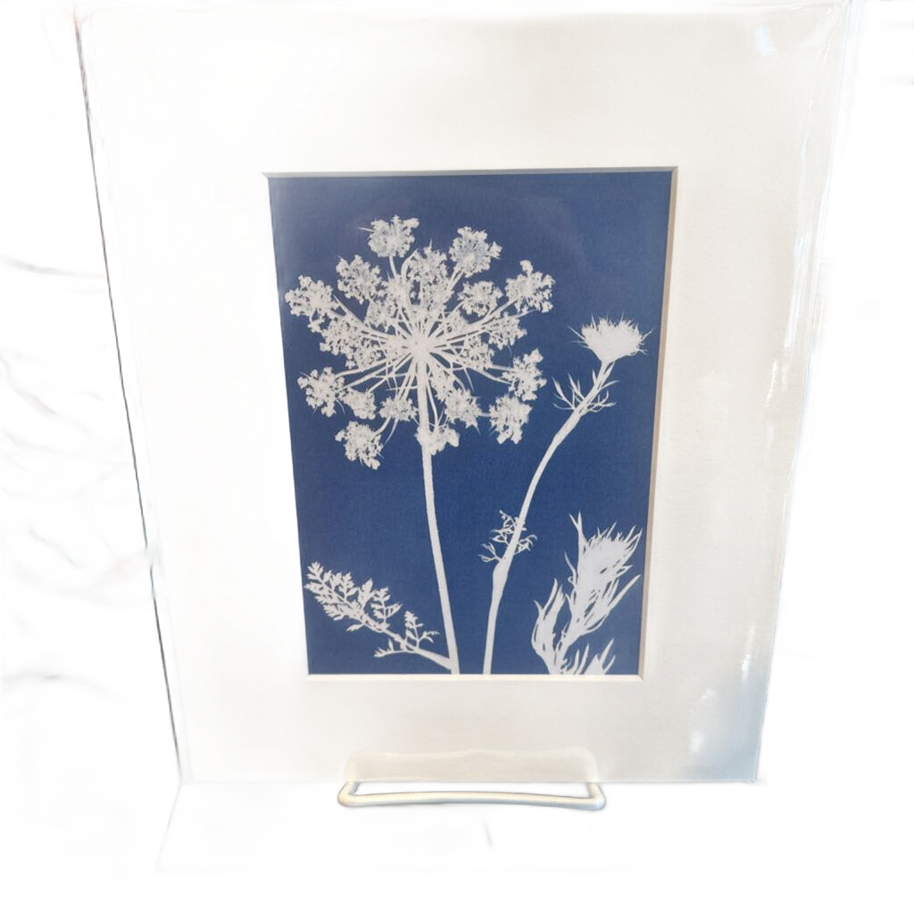 Queen Anne's Lace - Cyanotype Art