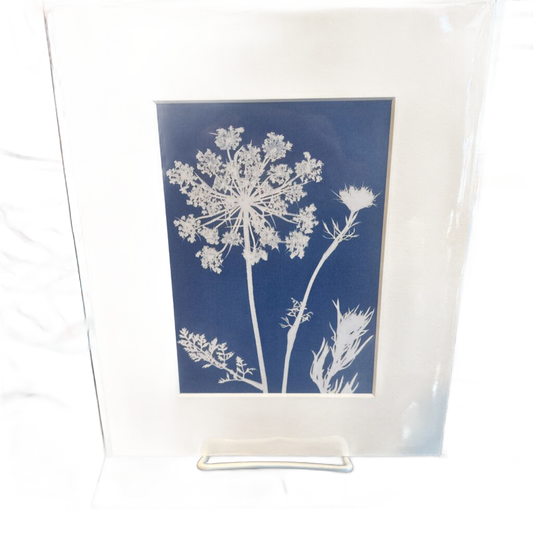 Queen Anne's Lace - Cyanotype Art